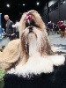  - MAASTRICHT DOGSHOW 18.09.2022