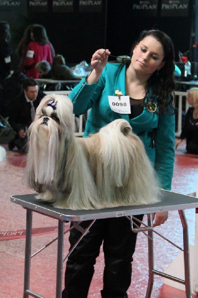 expositions canines